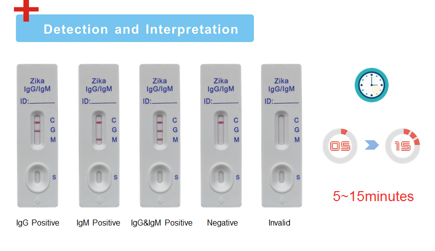 <strong>推荐寨卡病毒非结构蛋白及配对抗体</strong>