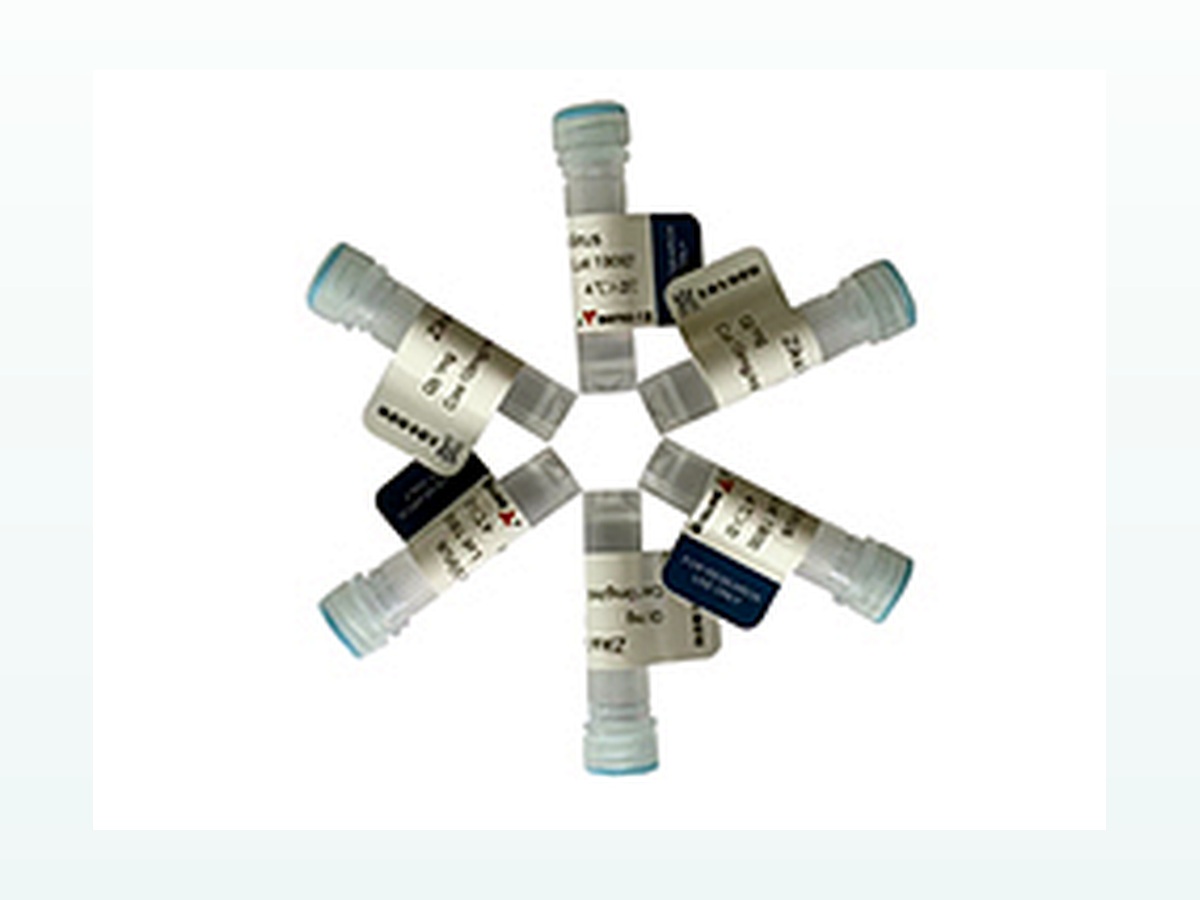 寨卡病毒非结构蛋白1（NS1）重组蛋白 图 1