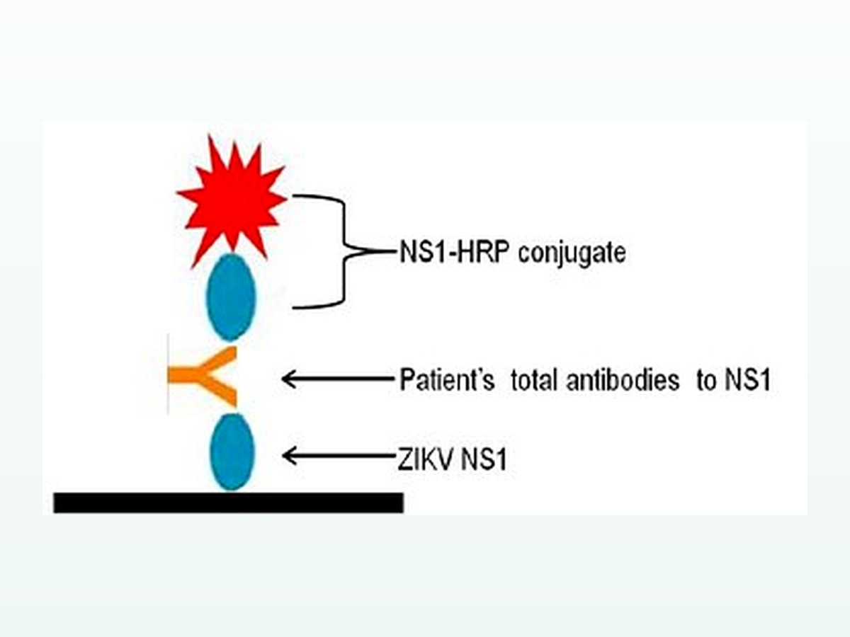 寨卡病毒非结构蛋白1（NS1）重组蛋白 图 3
